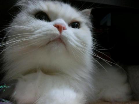 CIMG2240_convert_20120811155625.jpg