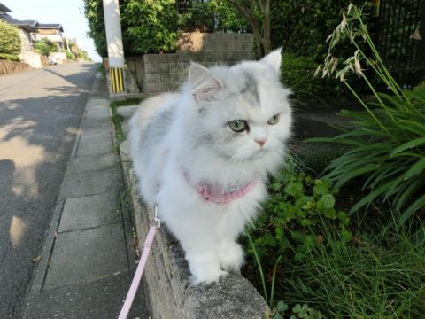 CIMG2241_convert_20120816132257.jpg