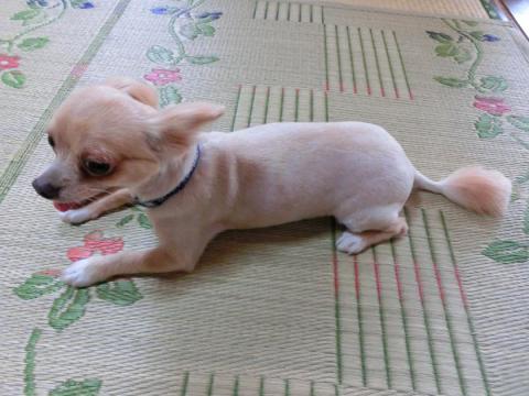 CIMG2244_convert_20120817141004.jpg