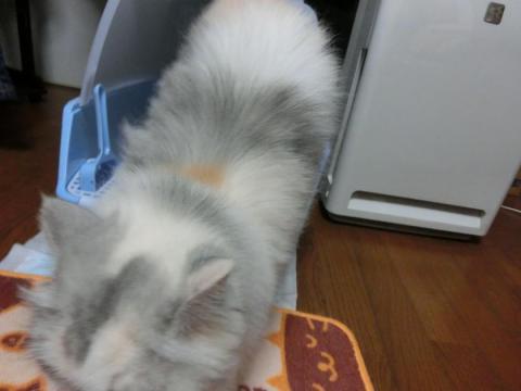 CIMG2267_convert_20120816132033.jpg