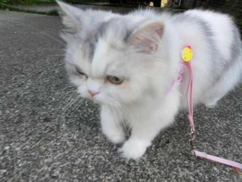 CIMG2273_convert_20120816131921.jpg