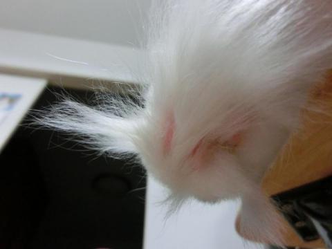 CIMG2302_convert_20120819175059.jpg