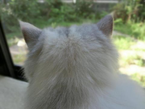 CIMG2324_convert_20120824103026.jpg