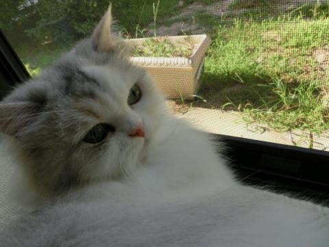 CIMG2325_convert_20120824103114.jpg
