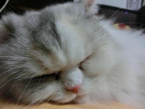 CIMG2372_convert_20120830112917.jpg