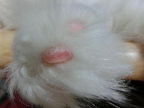 CIMG2377_convert_20120830113258.jpg