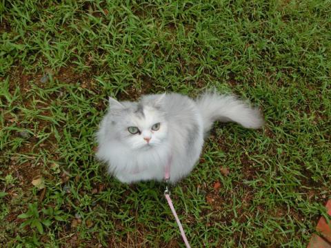 CIMG2382_convert_20120830113436.jpg