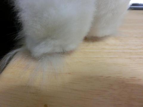 CIMG2392_convert_20120901102629.jpg