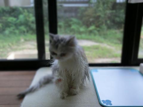 CIMG2423_convert_20120906162530.jpg