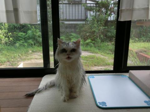 CIMG2424_convert_20120906162702.jpg