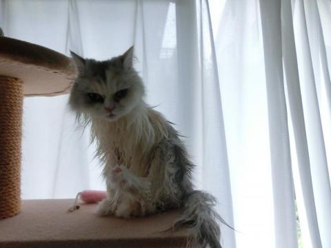 CIMG2432_convert_20120906163019.jpg