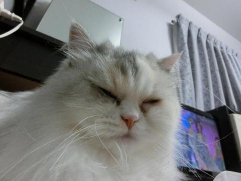 CIMG2434_convert_20120906163141.jpg