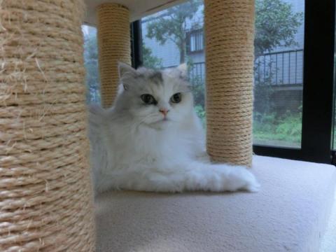 CIMG2437_convert_20120905124349.jpg