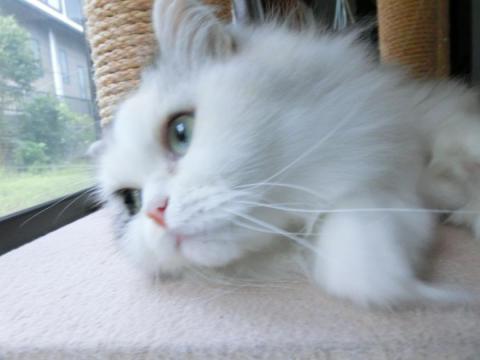 CIMG2462_convert_20120911102424.jpg