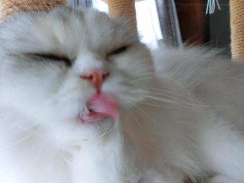 CIMG2464_convert_20120911102550.jpg
