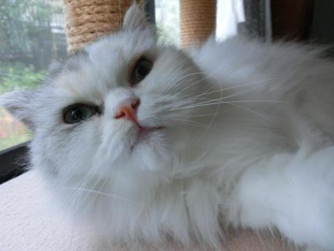 CIMG2466_convert_20120911102701.jpg
