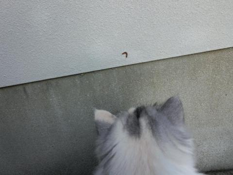 CIMG2483_convert_20120915105314.jpg