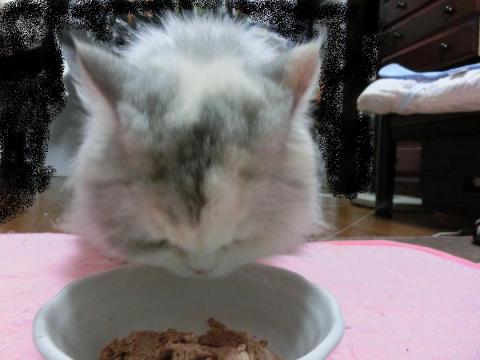 CIMG2590_convert_20120919102713.jpg