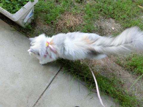 CIMG2595_convert_20120919102934.jpg