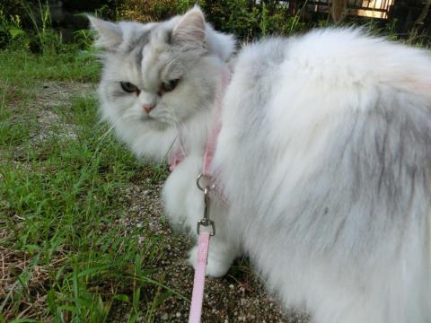 CIMG2596_convert_20120919103026.jpg