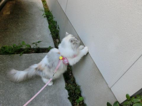 CIMG2599_convert_20120919103258.jpg