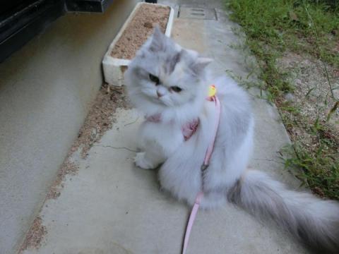 CIMG2619_convert_20120920150809.jpg
