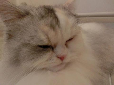 CIMG2631_convert_20120926104309.jpg
