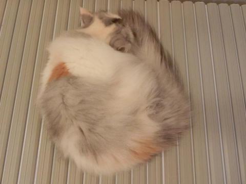 CIMG2635_convert_20120926104620.jpg