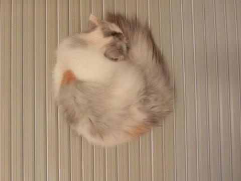 CIMG2636_convert_20120926104745.jpg