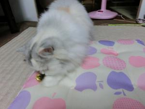 CIMG2645_convert_20120925105322.jpg