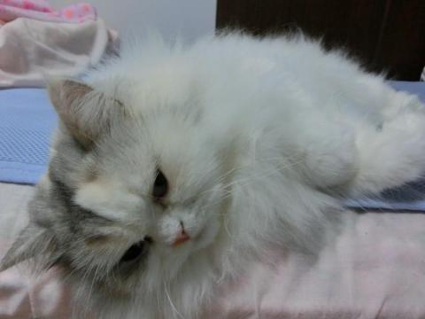 CIMG2661_convert_20120928132048.jpg