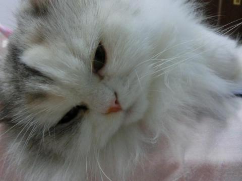 CIMG2662_convert_20120928132133.jpg