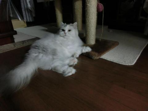 CIMG2668_convert_20120930143444.jpg