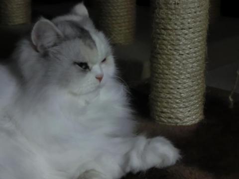 CIMG2669_convert_20120930143557.jpg