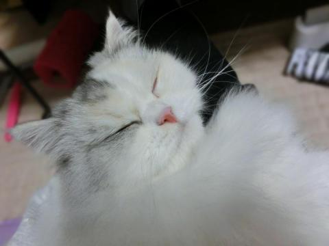 CIMG2673_convert_20120930143916.jpg