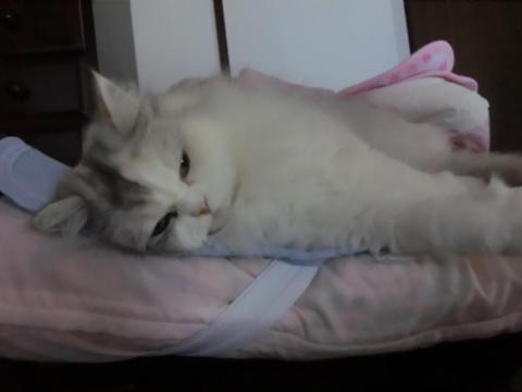 CIMG2677_convert_20121005125127.jpg