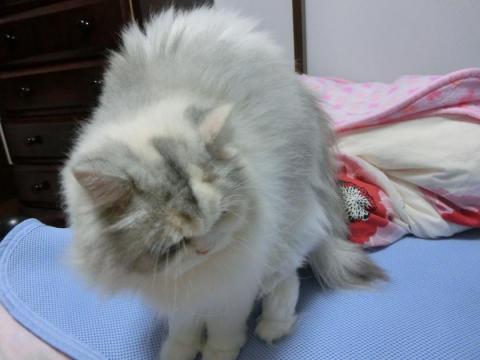 CIMG2684_convert_20121005125700.jpg