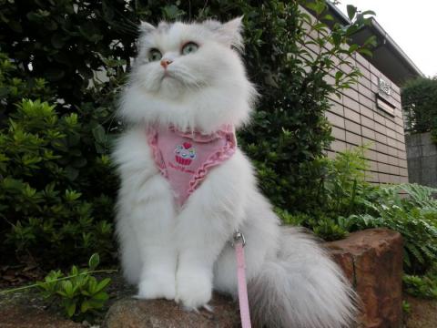 CIMG2703_convert_20121009115415.jpg
