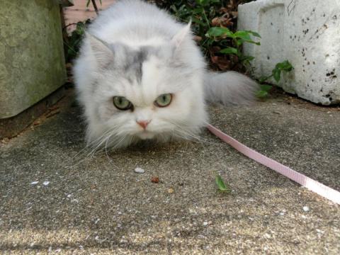 CIMG2758_convert_20121004102255.jpg