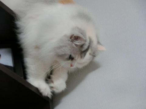 CIMG2806_convert_20121011113156.jpg