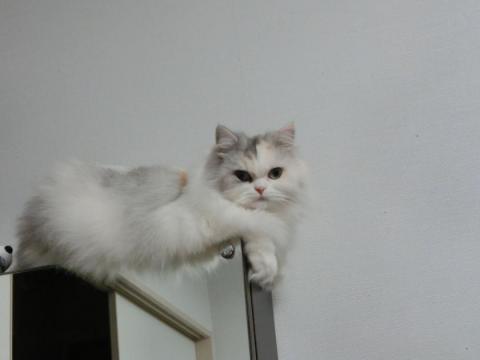 CIMG2811_convert_20121011113404.jpg