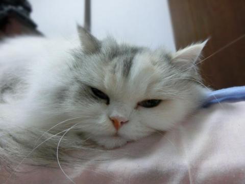 CIMG2817_convert_20121012133940.jpg