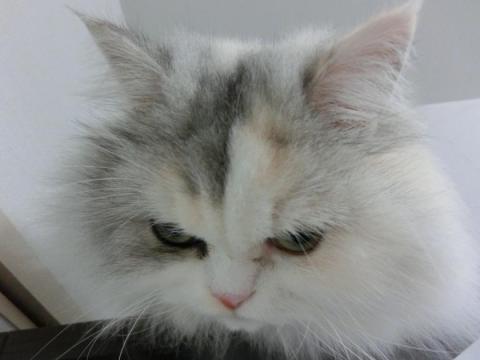 CIMG2992_convert_20121023131455.jpg