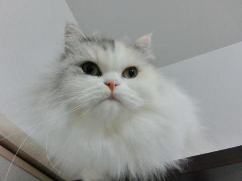 CIMG2993_convert_20121023131533.jpg