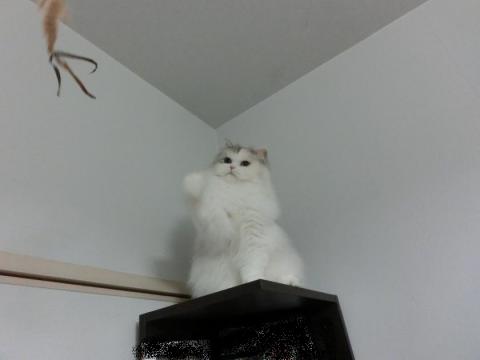 CIMG2995_convert_20121023131647.jpg