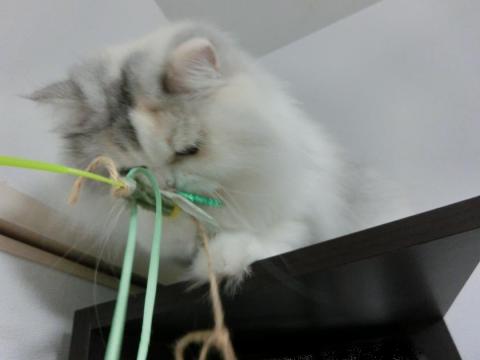 CIMG3003_convert_20121023132041.jpg