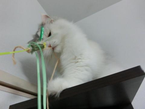 CIMG3004_convert_20121023132117.jpg