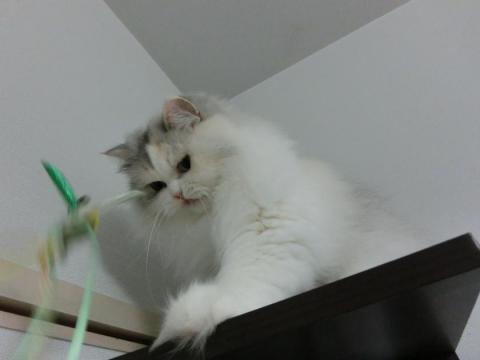 CIMG3005_convert_20121023132155.jpg