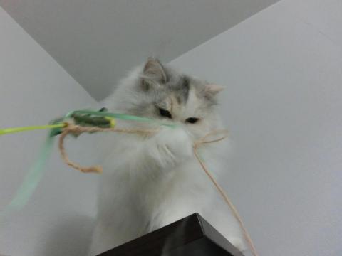 CIMG3007_convert_20121023132241.jpg