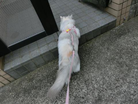 CIMG3018_convert_20121018112304.jpg